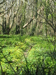 SX05219 Path through woods with yellow flowers Lesser Celandine (Ranunculus ficaria).jpg